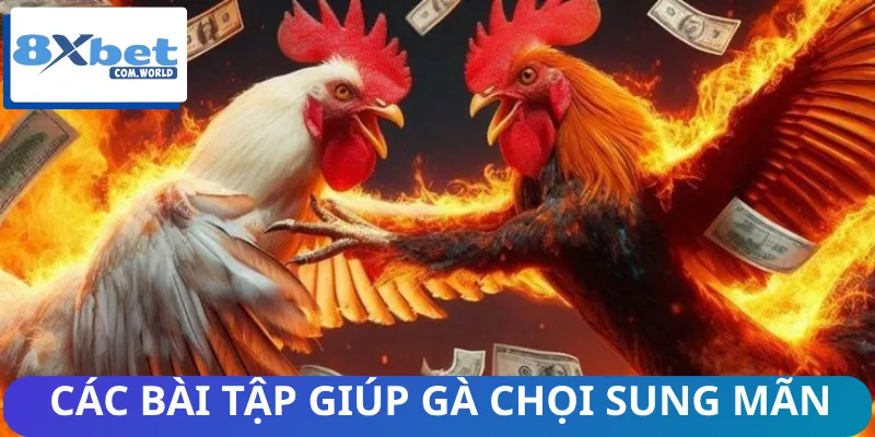 Hướng dẫn từng cách để luyện gà chọi