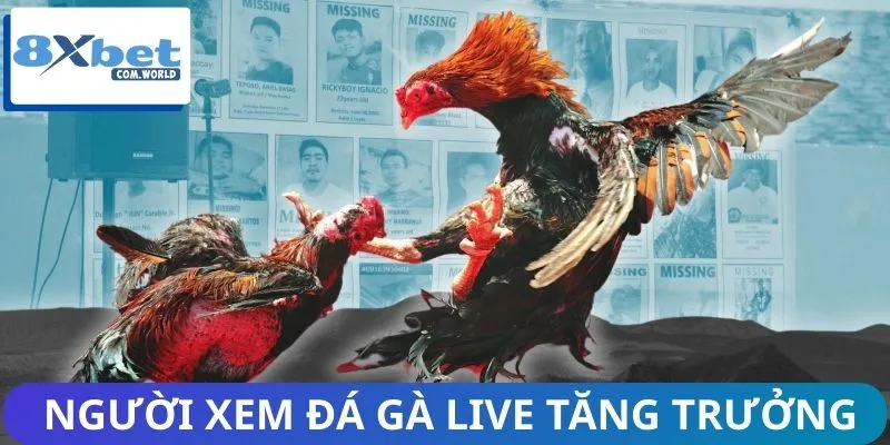 Lượng người xem đá gà live tăng cao mỗi ngày