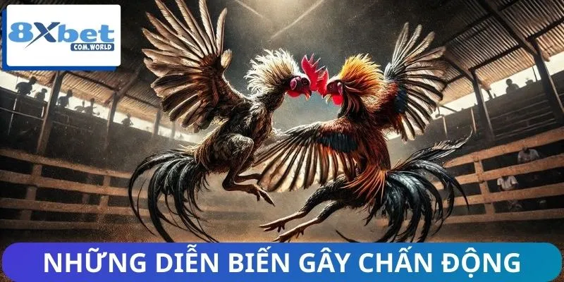 Theo dõi ngay những diễn biến đáng chú ý trên sàn đấu