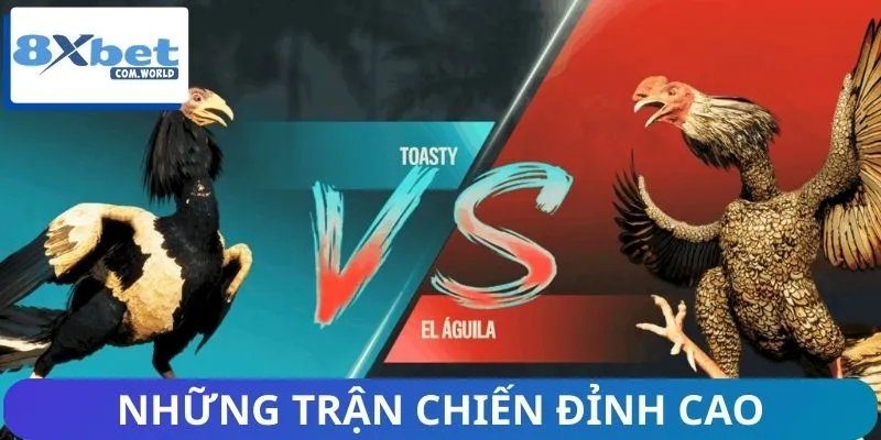 Mãn nhãn với những cuộc so tài đỉnh cao của chiến kê