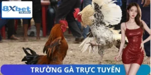 Tin Mới Nhất Từ Trường Gà Trực Tuyến 8XBET - Có Gì Hot?